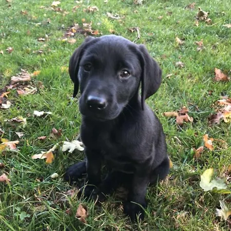 Locanda The Horseshoe Country Pickering